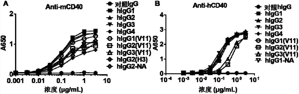 An antibody heavy chain constant region sequence enhancing activity of an agonistic antibody