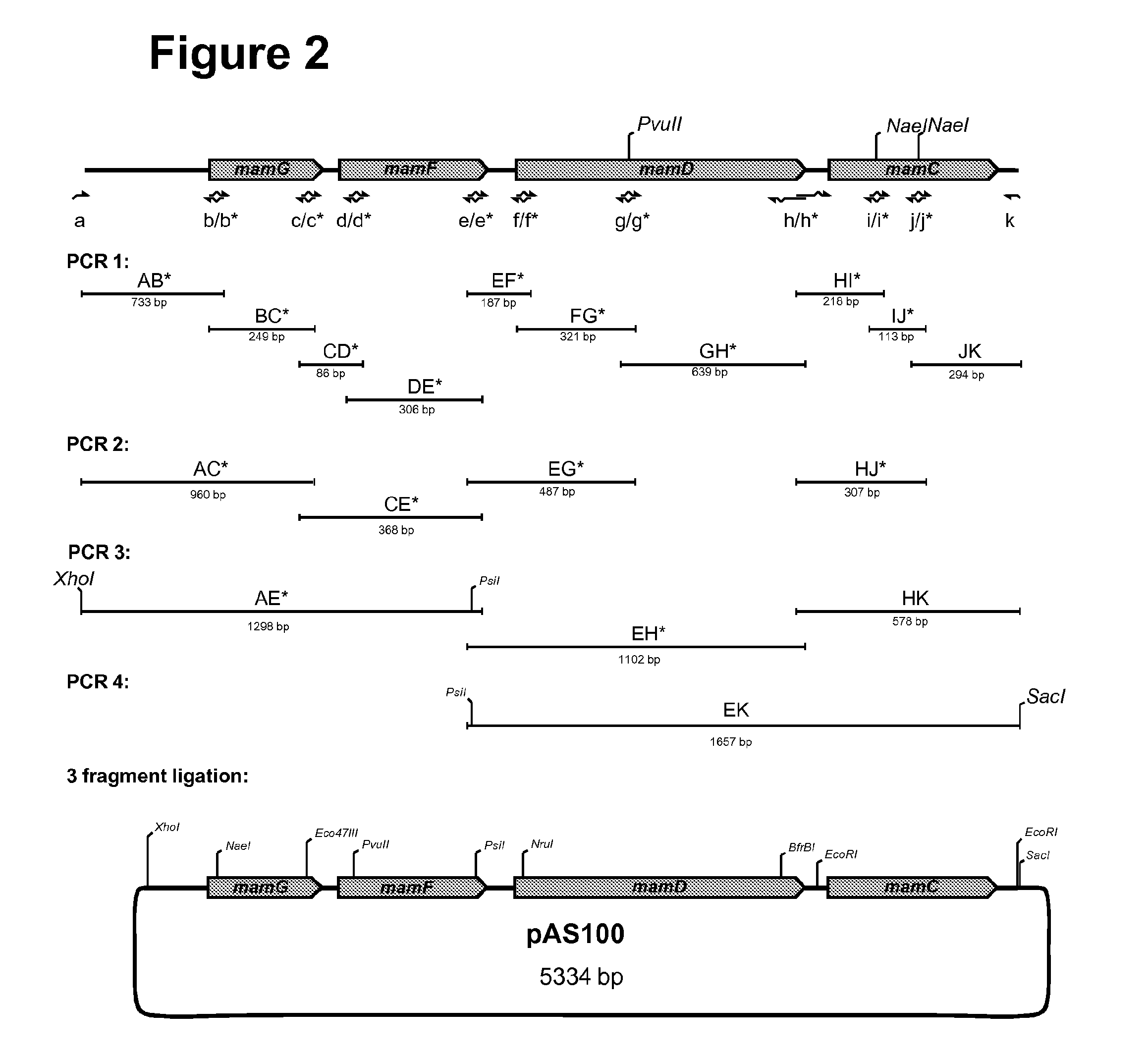 Method for the recombinant production of magnetic nanoparticles