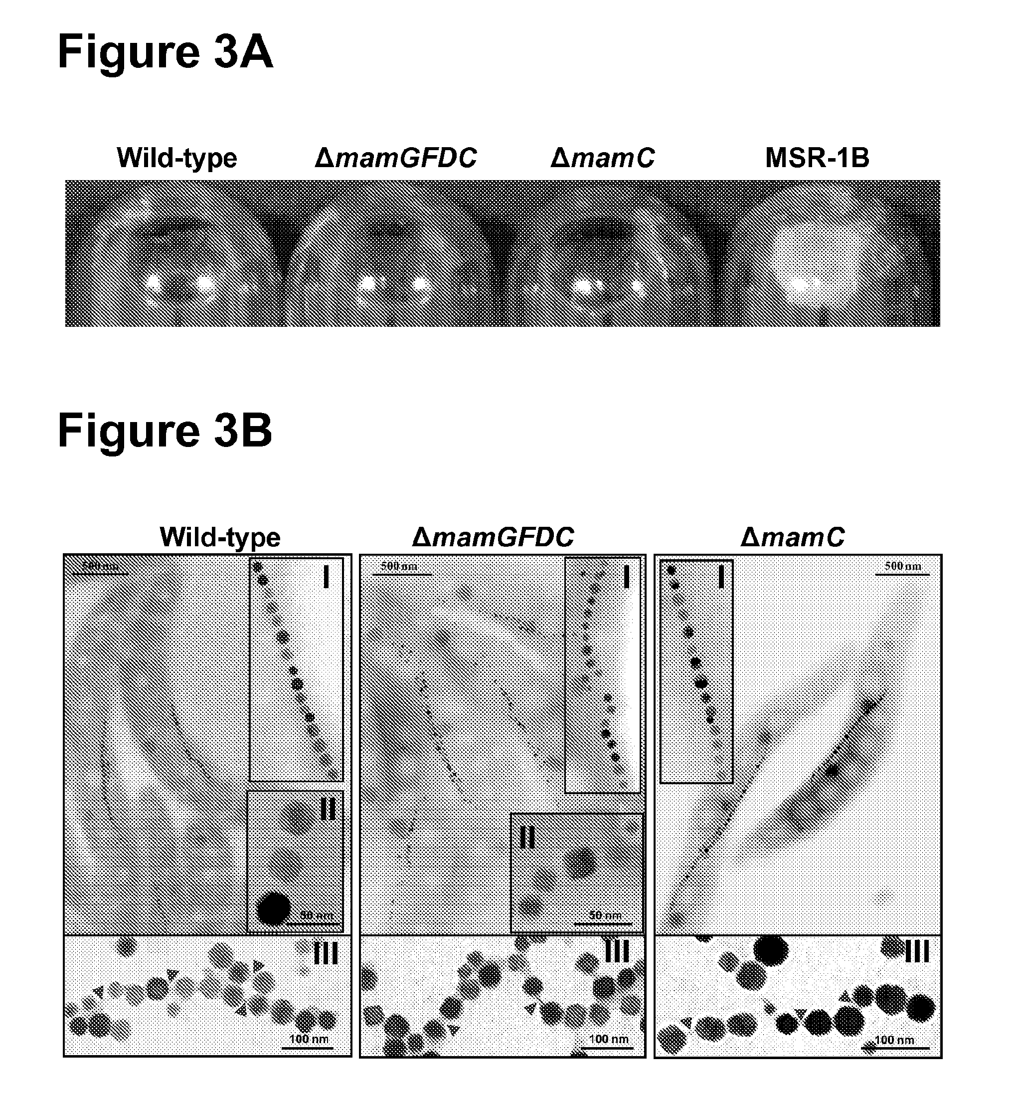 Method for the recombinant production of magnetic nanoparticles