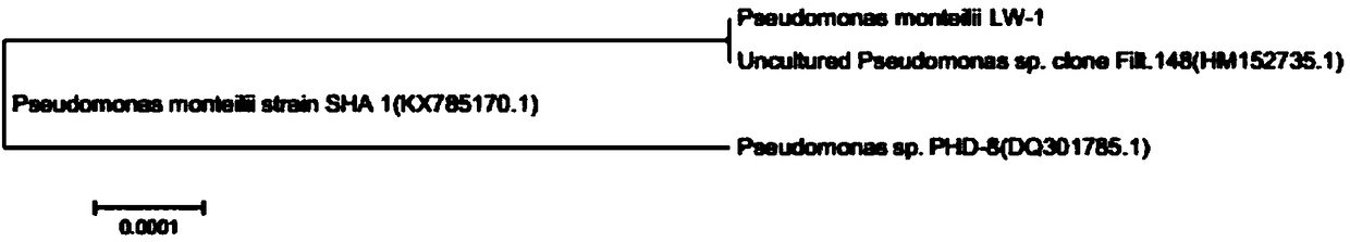 Microbial agent containing pseudomonas monteilii