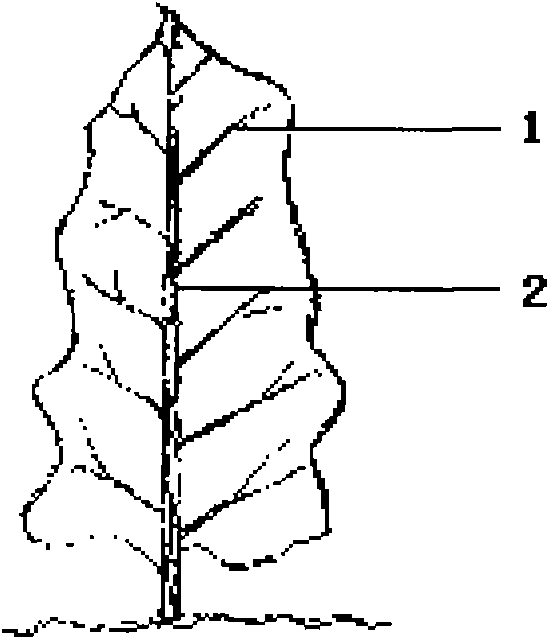 Method for pruning and breeding tree cuttage cuttings