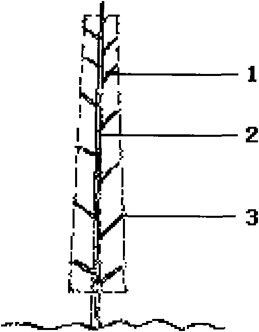 Method for pruning and breeding tree cuttage cuttings
