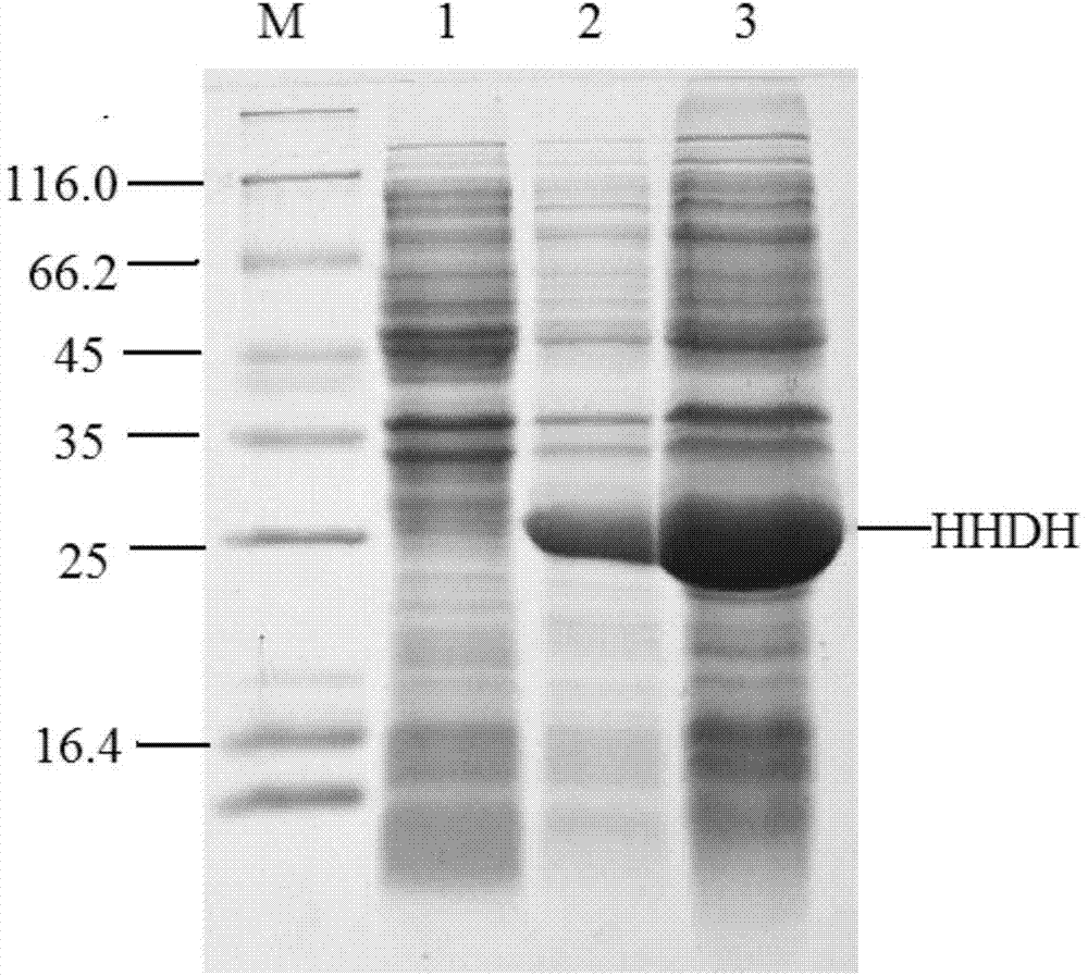 Recombinant halohydrin dehalogenase, encoding gene, vector, engineering bacteria, and applications of recombinant halohydrin dehalogenase