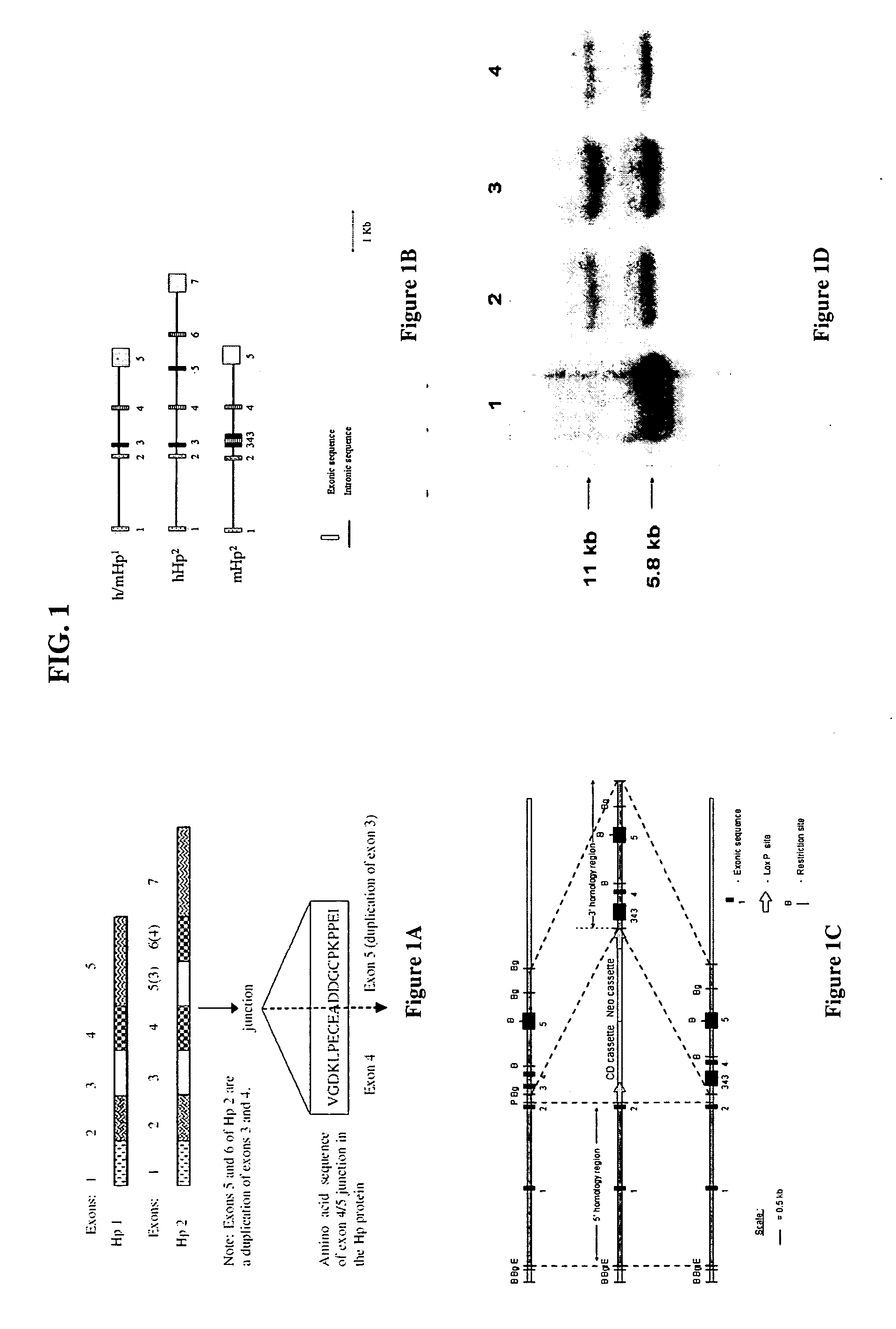 Transgenic mice carrying the HP-2 gene and uses as models for vascular diseases