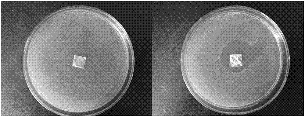Nisin/chitosan nano particle antibacterial film, preparation method and application