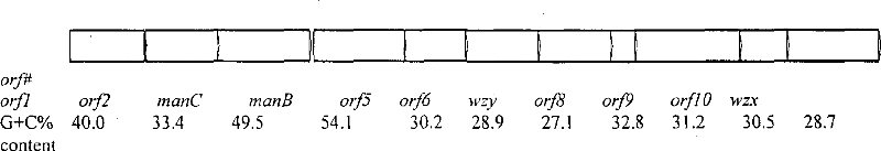 Nucleotide specific to O antigen of 078 type bacillus coli