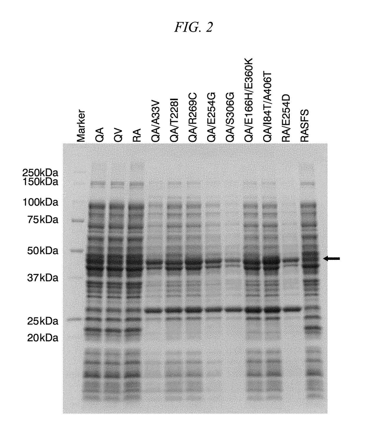 Method for obtaining natural variant of enzyme and super thermostable cellobiohydrolase