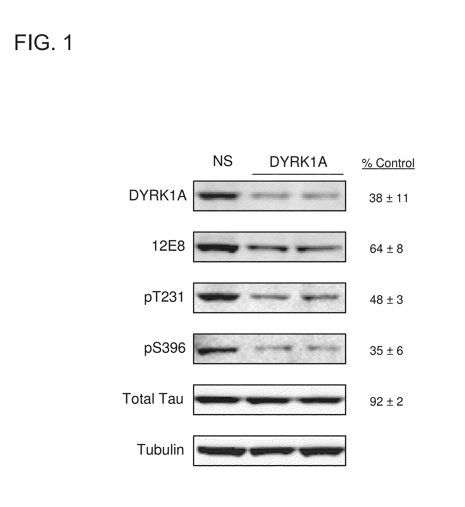 Compounds that inhibit tau phosphorylation