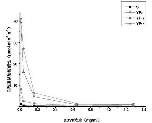 Method and kit for rapidly detecting drug resistance of housefly to dimethyl dichloroviny phosphate (DDVP)