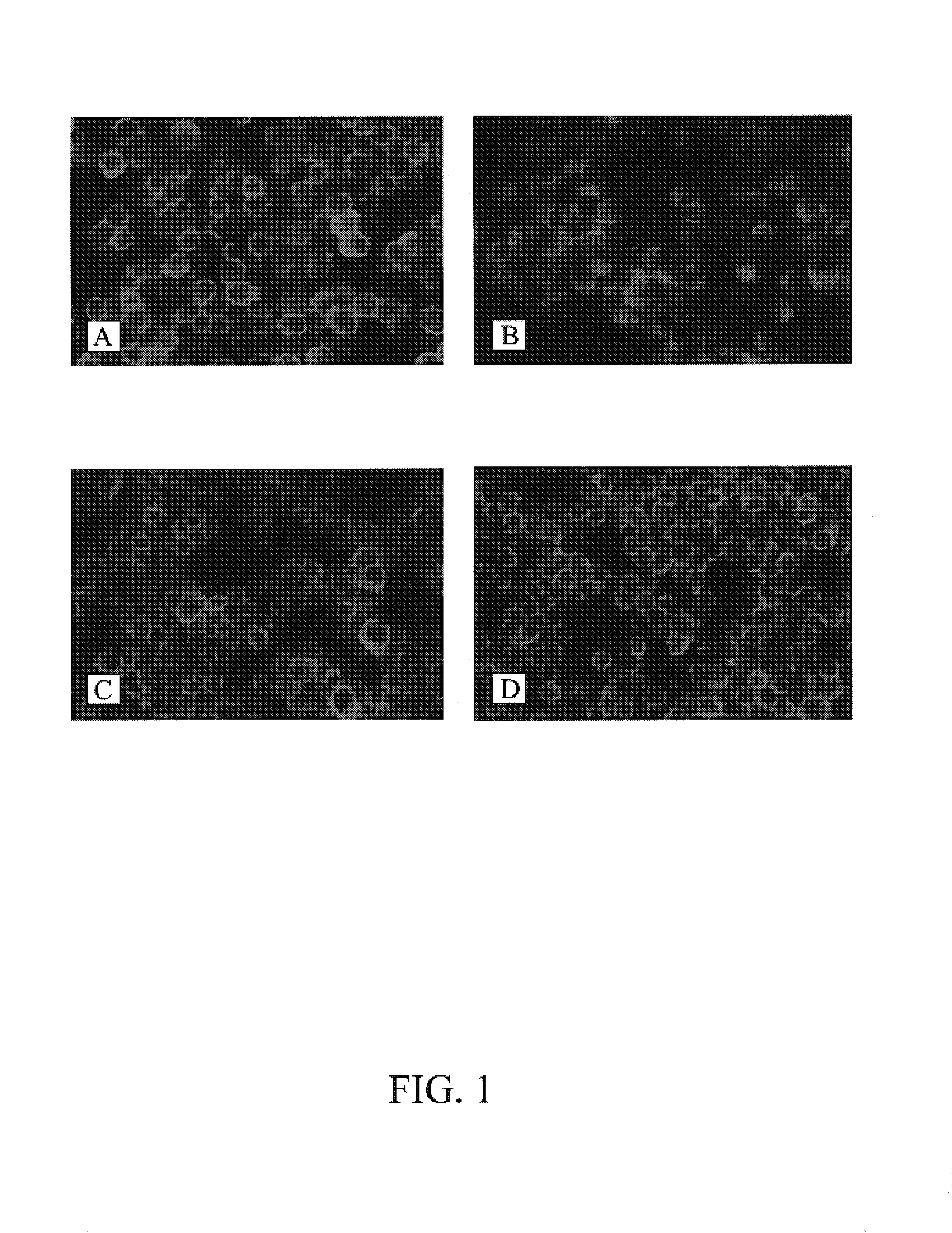 Cells for detection of enteroviruses