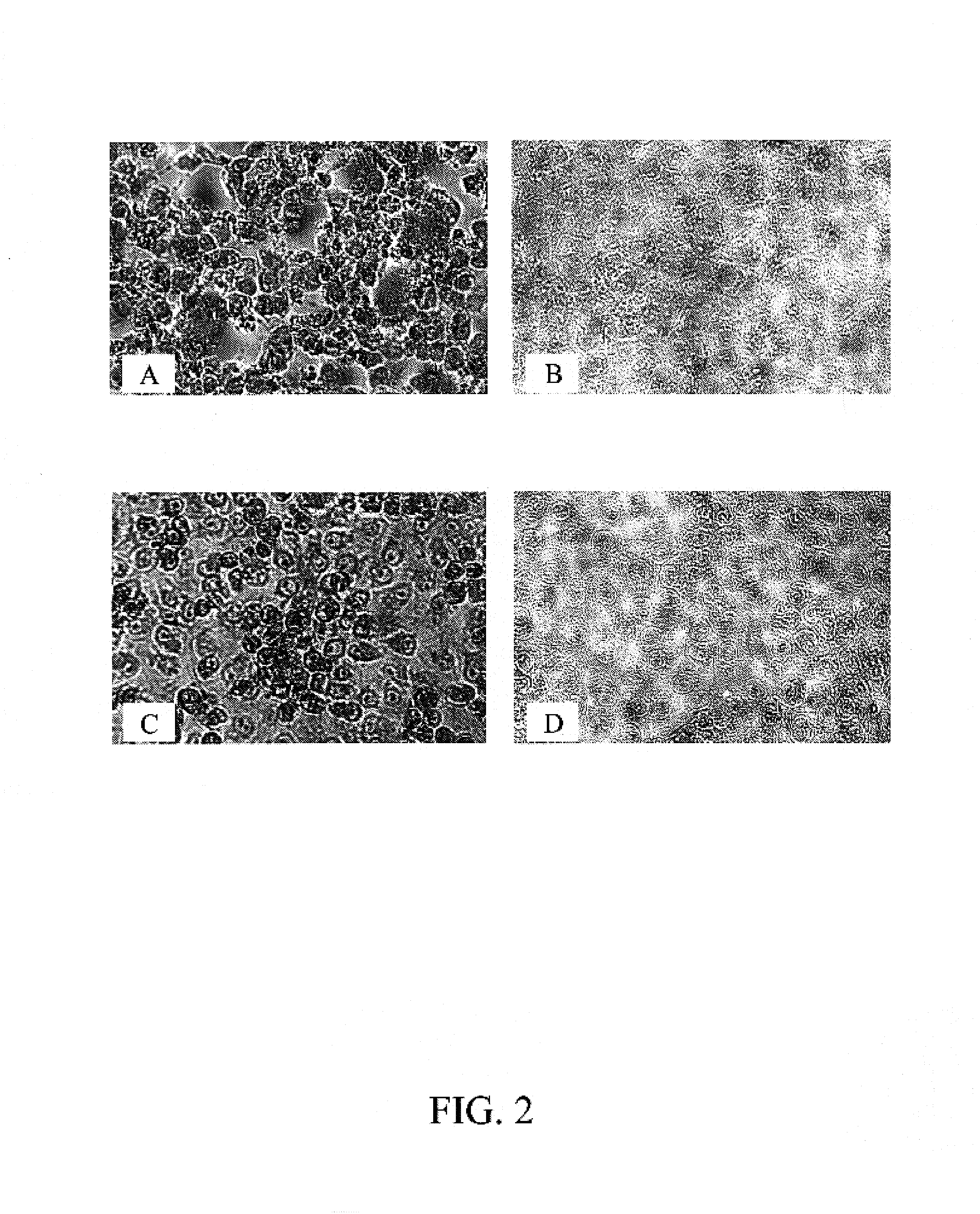 Cells for detection of enteroviruses