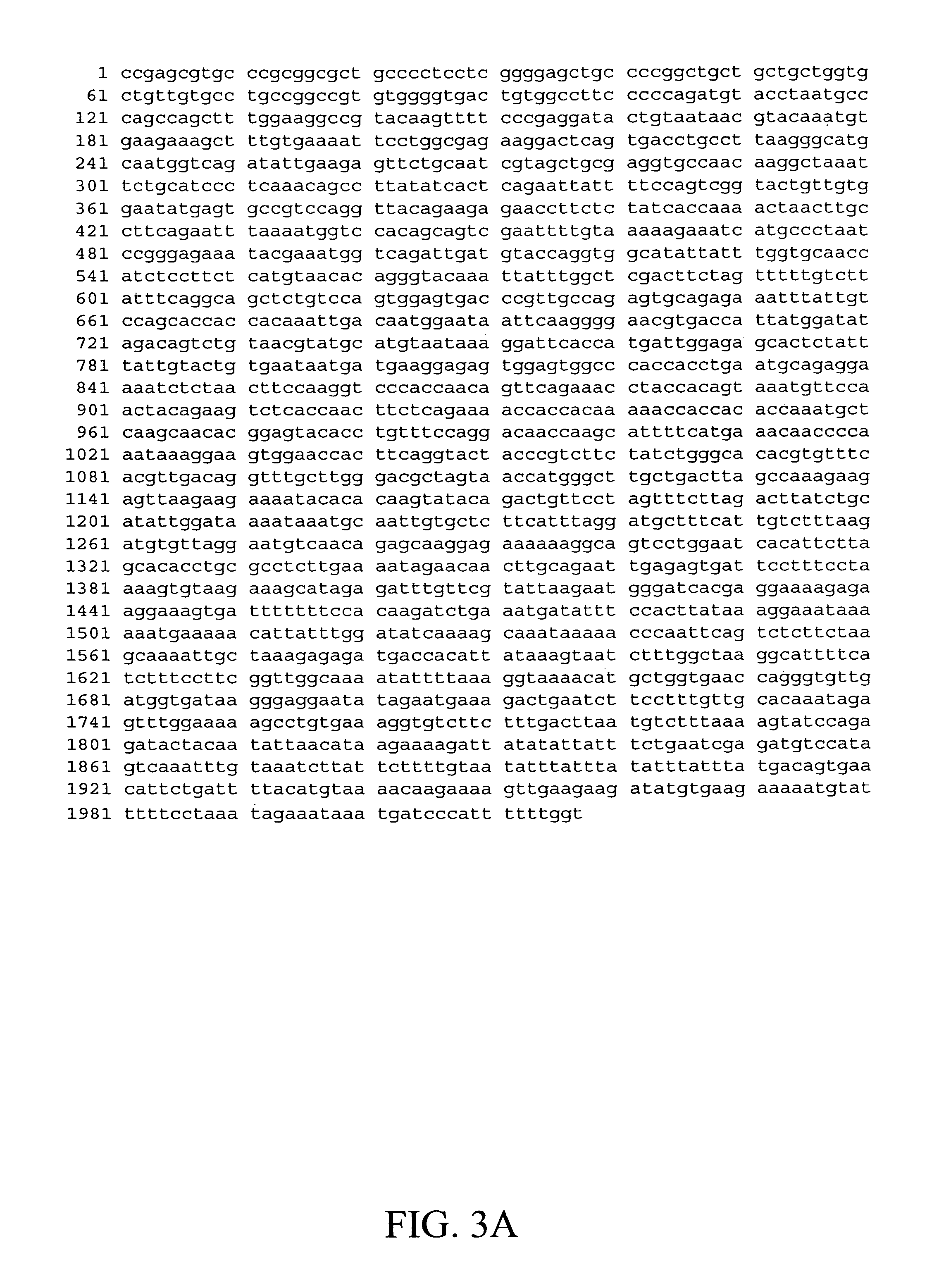 Cells for detection of enteroviruses