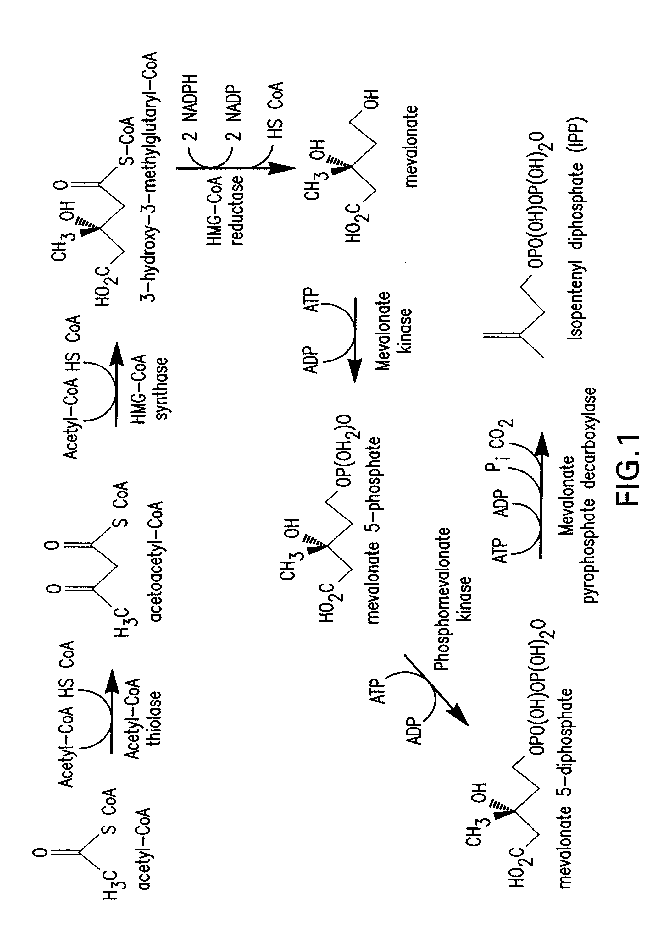 Production of isoprenoids