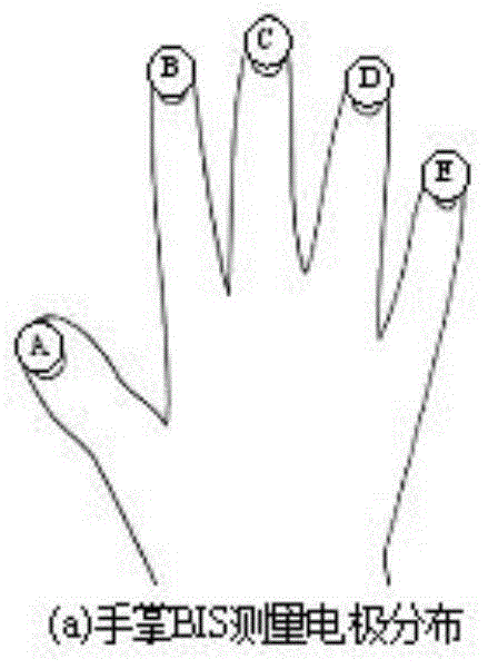 Palm bis identification method based on immune cloning