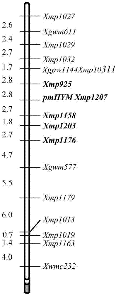Method for developing molecular marker interlocked with specific chromosome region of wheat
