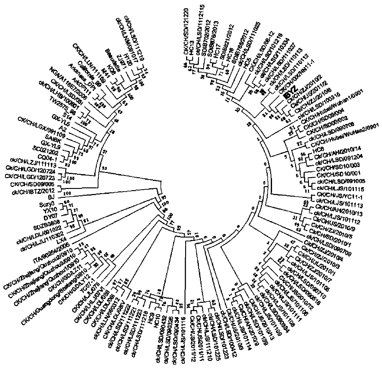 Avian infectious bronchitis virus IBYZ and application thereof