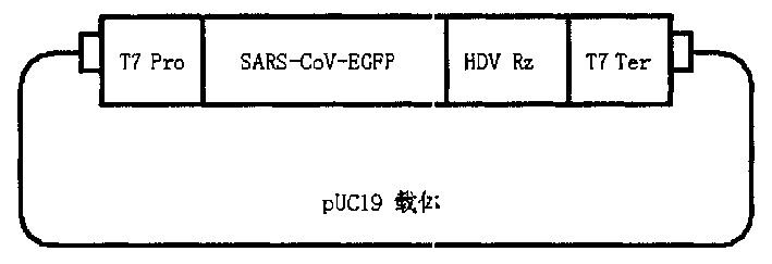 Screening non-infective virus recombinant gene SARS-Cov-EGFP for medicine of anti-SARS coronavirus