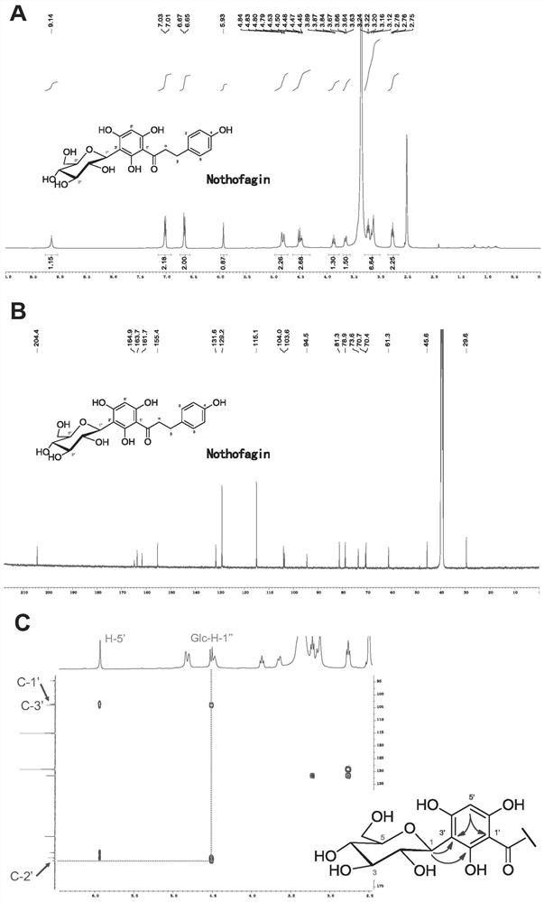 Novel C-glycoside glycosyl transferase and application thereof