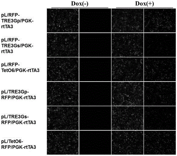 Tetracycline slow virus inducible expression vector as well as building method and application thereof