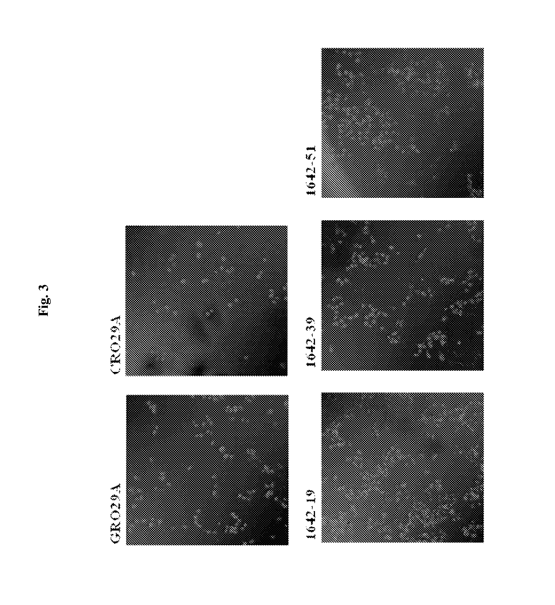 Nucleolin specific aptamer and use thereof
