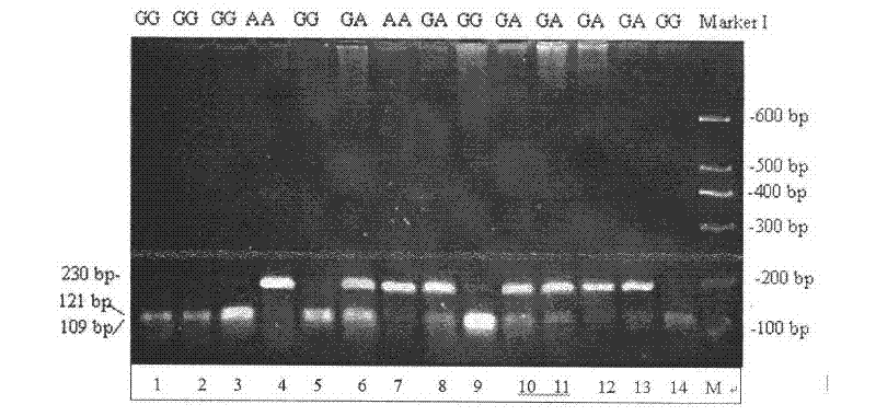Single nucleotide polymorphic locus of milk goat PITX1 gene, and detection method and application of single nucleotide polymorphic locus