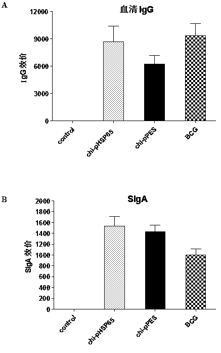 Multi-T cell epitope tuberculosis gene vaccine with HSP65 as epitope scaffold