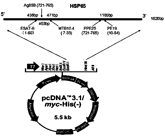 Multi-T cell epitope tuberculosis gene vaccine with HSP65 as epitope scaffold