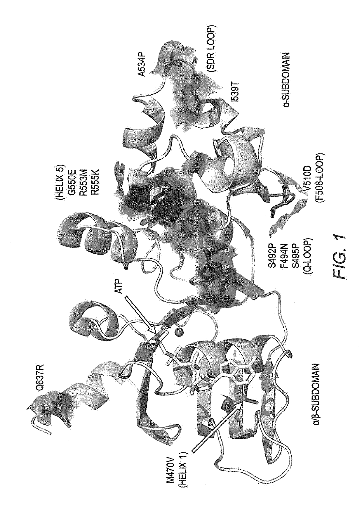 Modified cystic fibrosis transmembrane conductance regulator (CFTR) polypeptides with increased stability and uses thereof