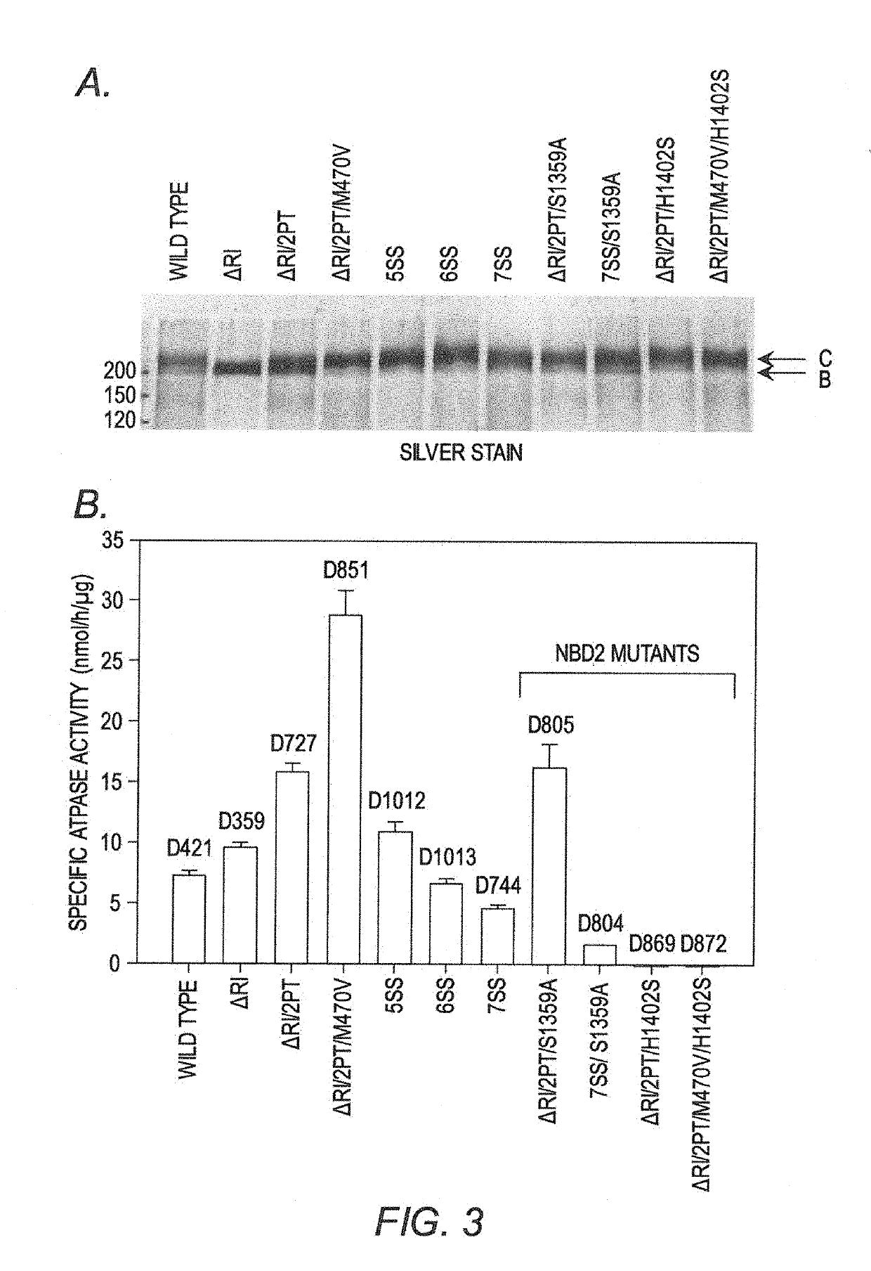 Modified cystic fibrosis transmembrane conductance regulator (CFTR) polypeptides with increased stability and uses thereof