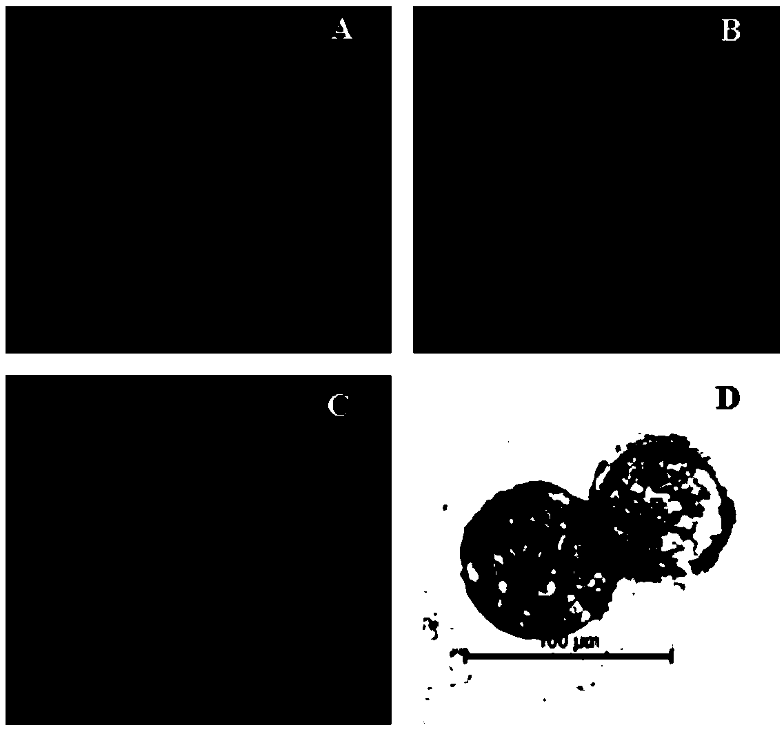 Rubber tree embryogenic callus induction medium and rubber tree embryogenic callus rapid proliferation method