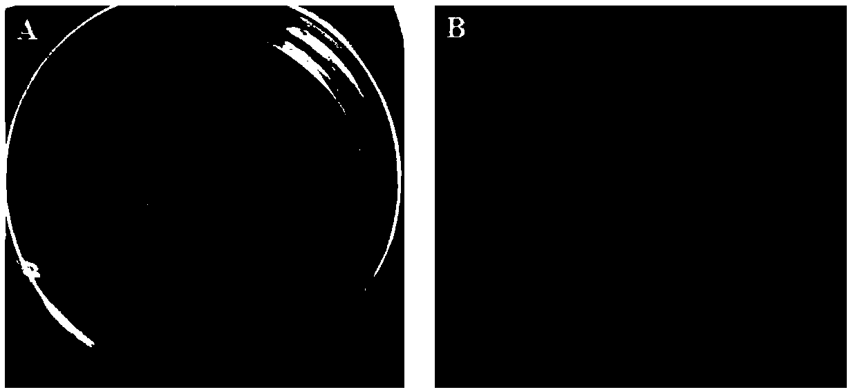 Rubber tree embryogenic callus induction medium and rubber tree embryogenic callus rapid proliferation method