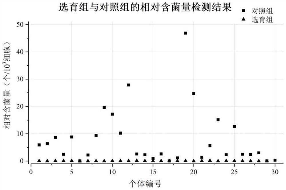 Molecular marker-assisted breeding method of large yellow croaker capable of resisting visceral white-spot disease