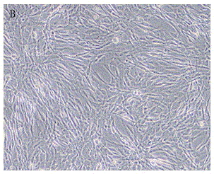 Isolated culture method of human amnia mesenchymal stem cells