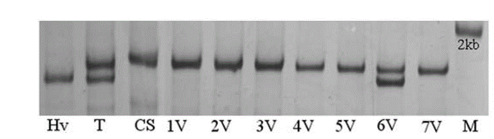 Haynaldia villosa calmodulin interacting protein kinase gene and expression vector and application thereof
