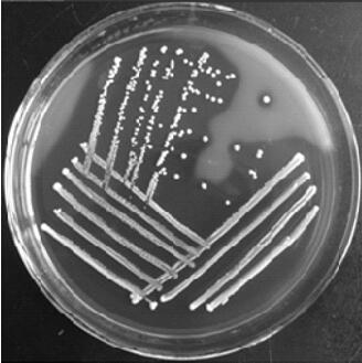 Lactobacillus plantarum CV10D1 and application thereof