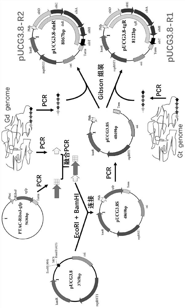 High-temperature riboflavin-producing engineering bacteria and its construction method and application