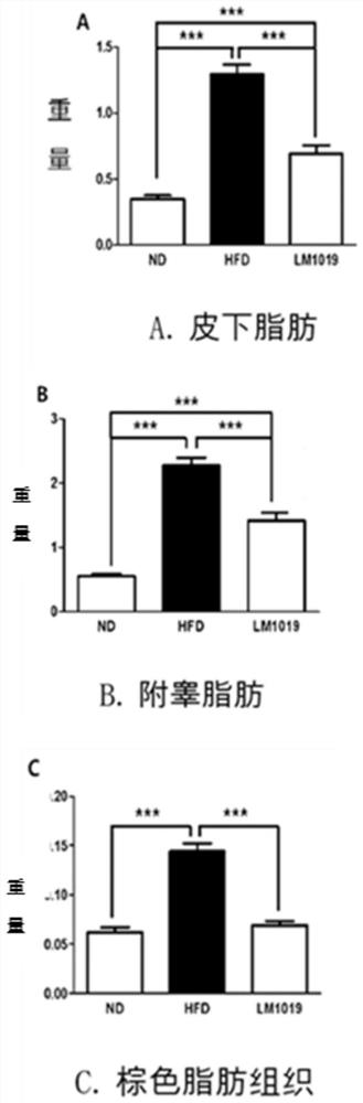 Lactobacillus rhamnosus lm1019 strain, and composition for preventing and treating obesity or diabetes including same