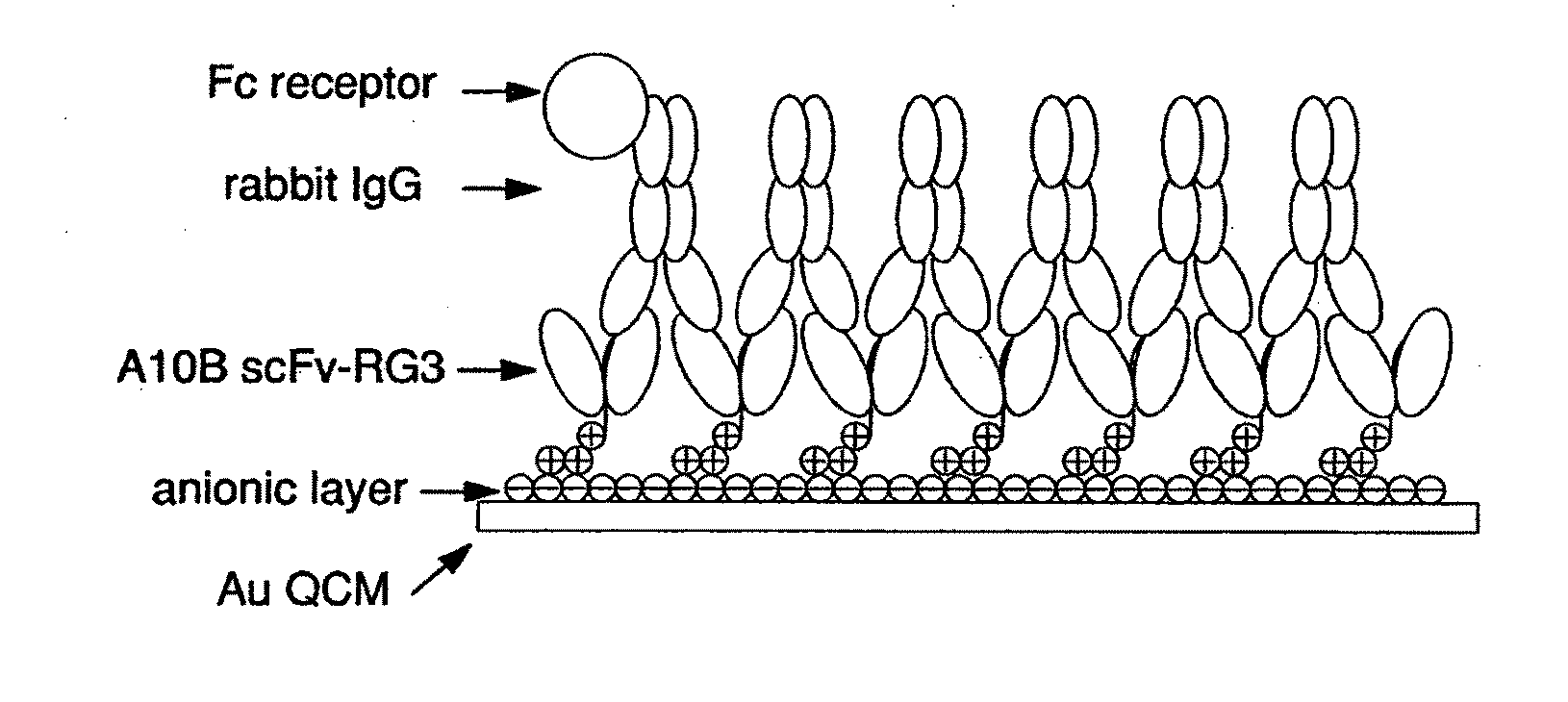 Immunosensors: scFv-linker design for surface immobilization