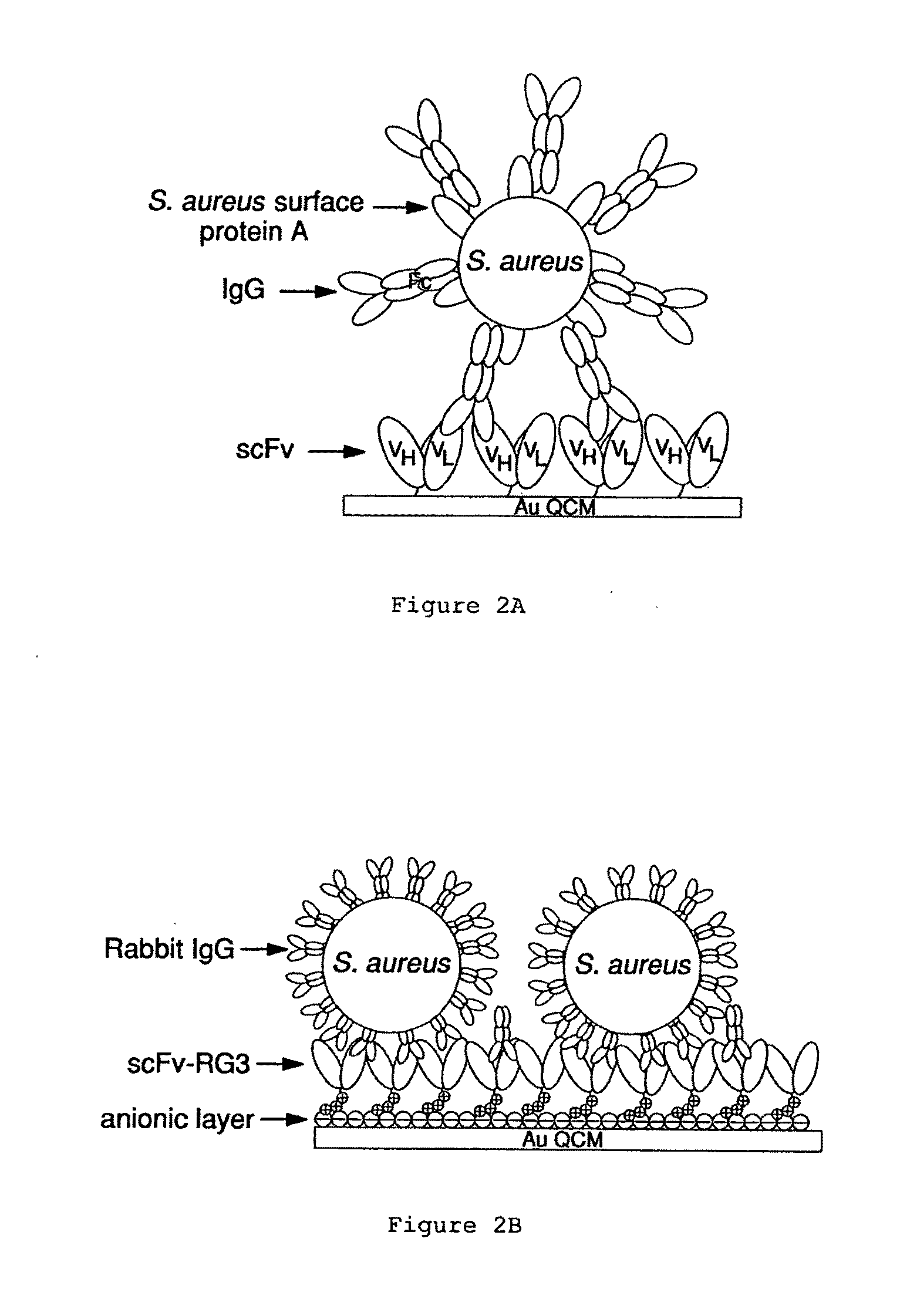 Immunosensors: scFv-linker design for surface immobilization