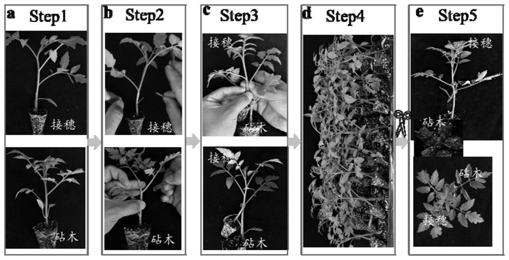 Low-carbon light-simplified attachment grafting method independent of high-humidity healing