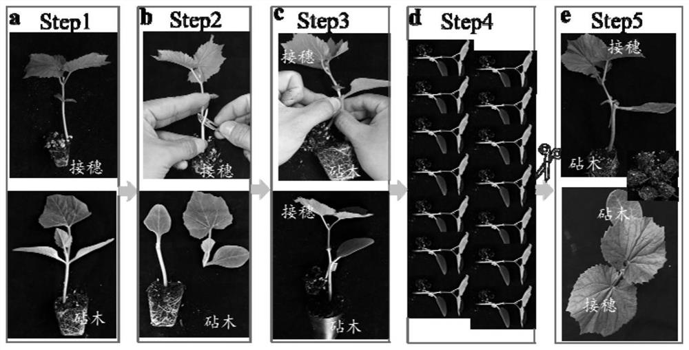 Low-carbon light-simplified attachment grafting method independent of high-humidity healing