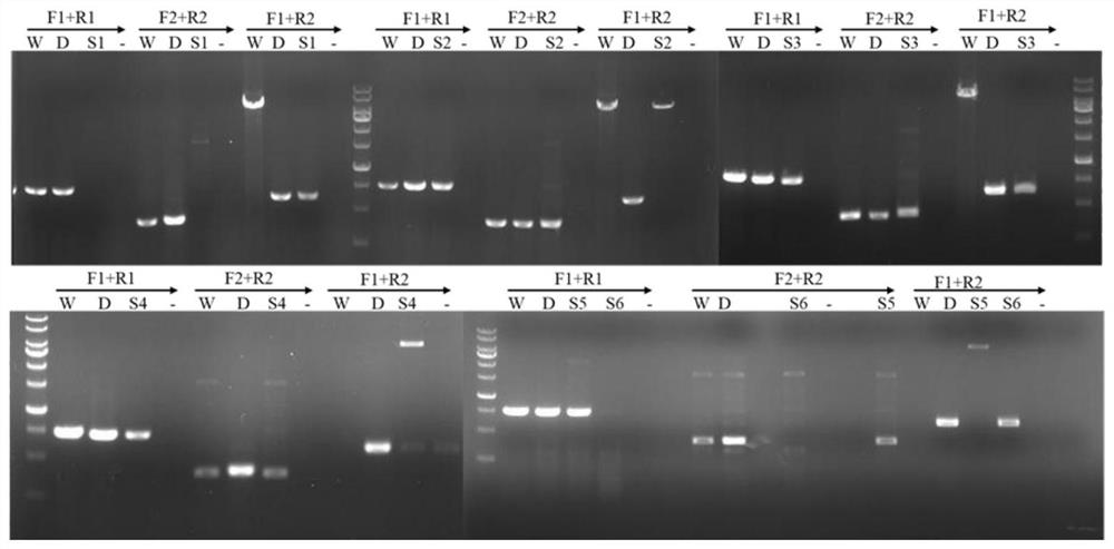 Saccharopolyspora spinosa capable of highly yielding spinosad and method for increasing spinosad yield of strain