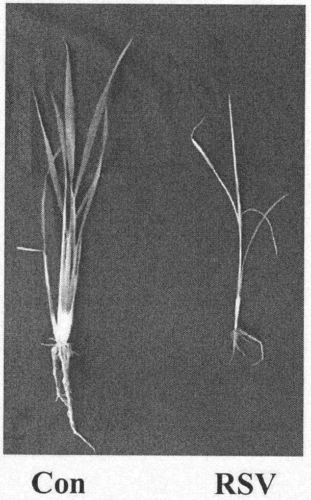 Method for improving strip virus resistance of rice by using melatonin