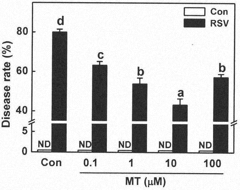 Method for improving strip virus resistance of rice by using melatonin