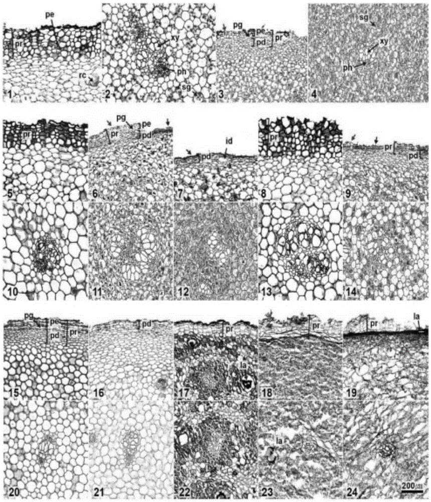 Method for discriminating rhizoma dioscoreae nipponicae medical materials