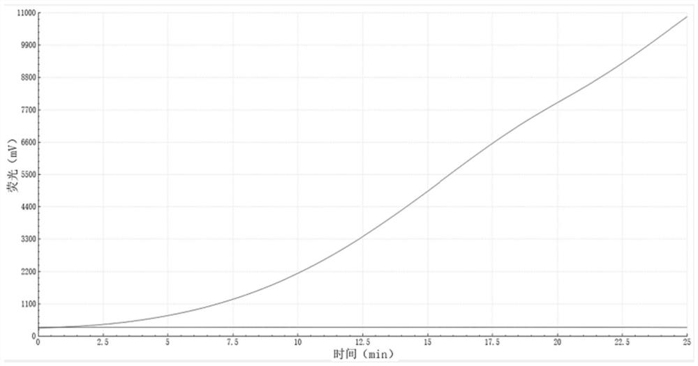 Primer and probe combination for RF-RAA detection of duck circovirus and application thereof