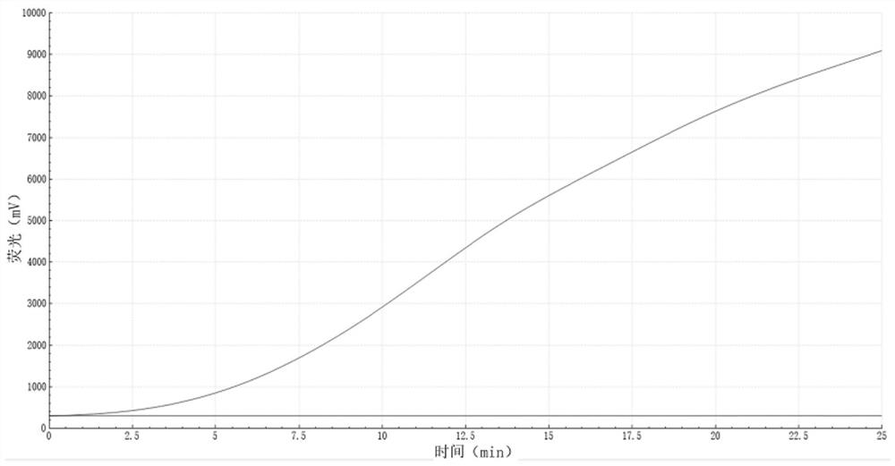 Primer and probe combination for RF-RAA detection of duck circovirus and application thereof