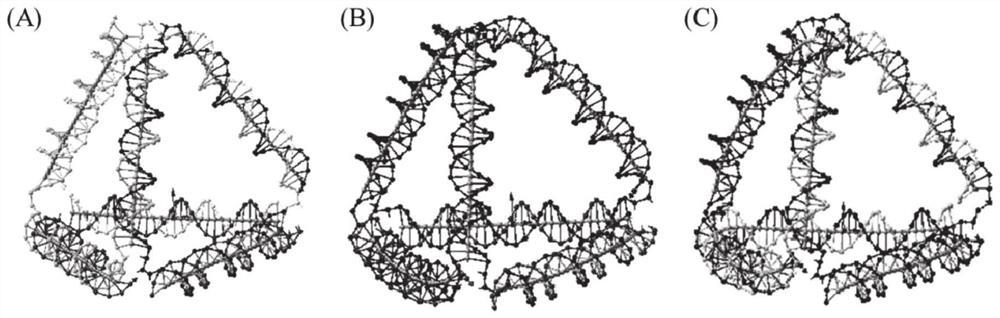 Simulation analysis method of DNA polyhedron with special branch number