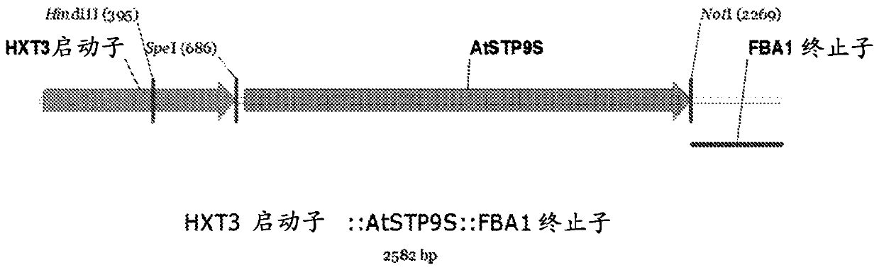Modified yeast comprising glucose-specific, ATP-mediated transporters