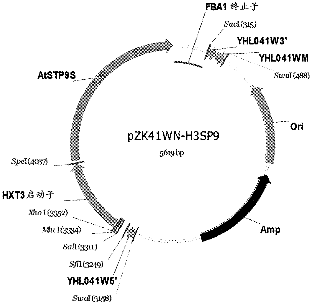 Modified yeast comprising glucose-specific, ATP-mediated transporters